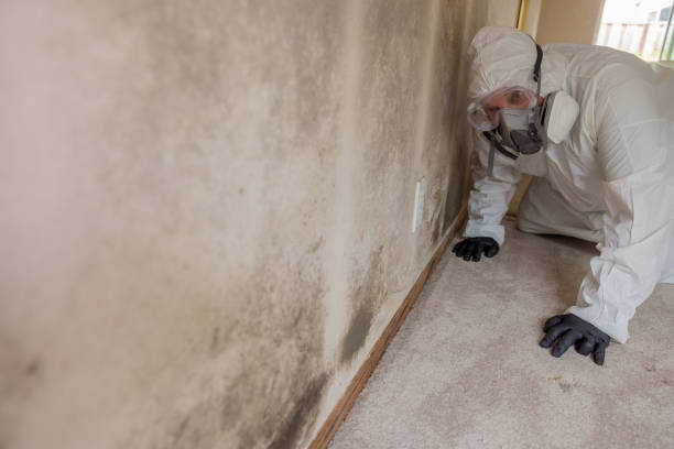 Why You Should Choose Our Mold Remediation Services in Hartford, WI